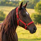Jaquima Ajustable Para Equinos Caballos - Miniatura 3
