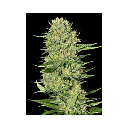 Veneno - Eva Seeds - 3+1 Fem
