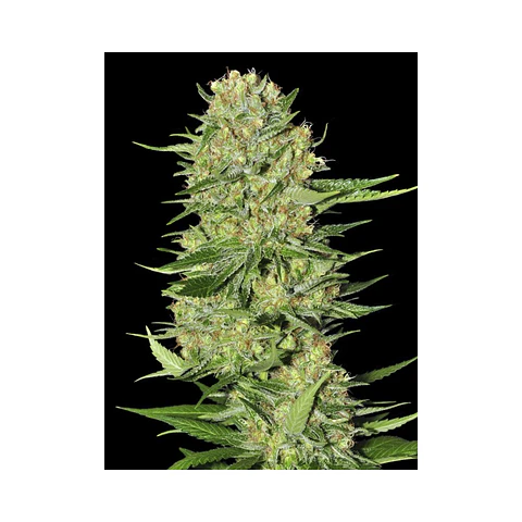 Veneno - Eva Seeds - 3+1 Fem