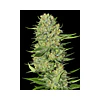 Veneno - Eva Seeds - 3+1 Fem