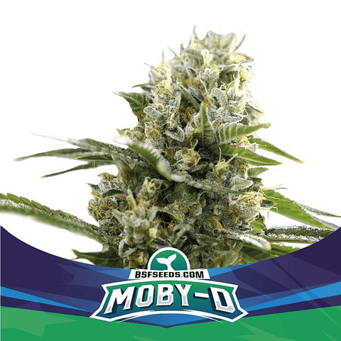 Moby-D XXL Auto - BSF Seeds - 2 AutoFem