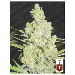 1024 - Medical Seeds - 3 + 2 (channel) Fem