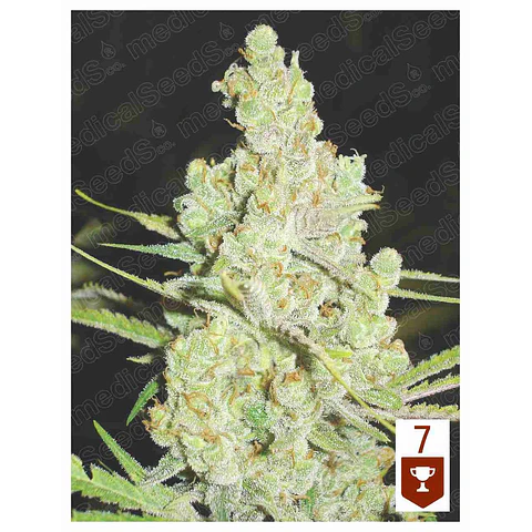 1024 - Medical Seeds - 3 + 2 (channel) Fem
