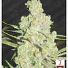 1024 - Medical Seeds - 3 + 2 (channel) Fem