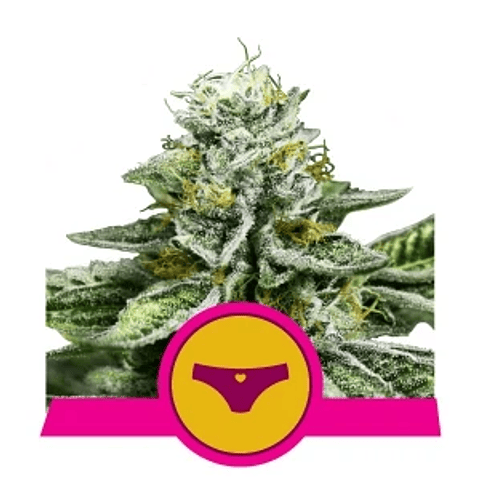 Sherbet Queen - Royal Queen Seeds - 1 Fem