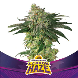 Lebron Haze - BSF - 12 Fem