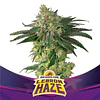 Lebron Haze - BSF - 12 Fem