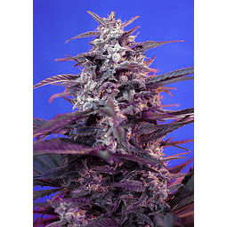 Bloody Skunk Auto - Sweet Seeds - 3+1 AutoFem