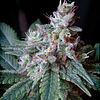 Cream Caramel - F1 Fast Version - Sweet Seeds - 3+1