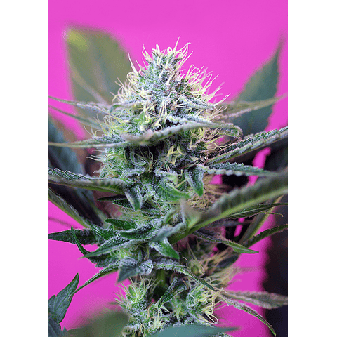 + Speed Auto - Sweet Seeds - 3+1 AutoFem