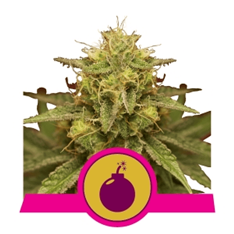 Royal Domina - Royal Queen Seeds - 3 fem