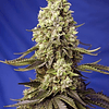 Runtz XL - sweet seeds - 3+1 autofem 