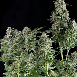 northern lights CBD - Pyramid Seeds - 3+1 Fem