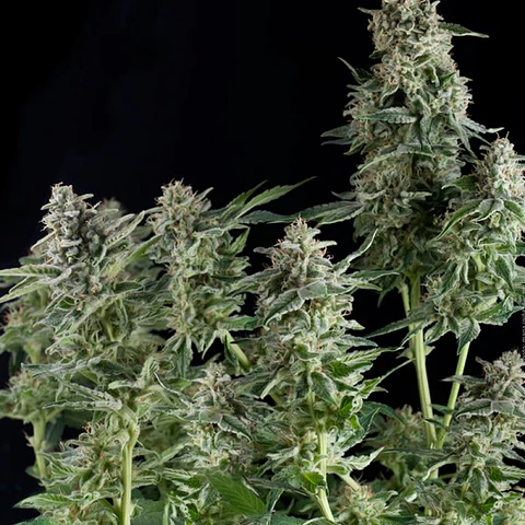 northern lights CBD - Pyramid Seeds - 3+1 Fem