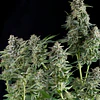 northern lights CBD - Pyramid Seeds - 3+1 Fem
