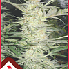 White Widow (3 + 2 )- Medical Seeds - 3 Fem