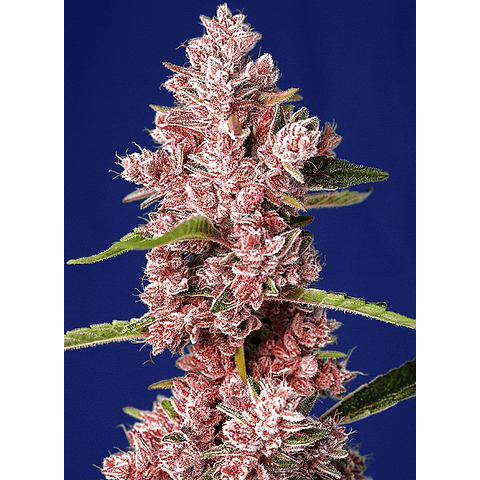 Tropicanna Poison F1 - Sweet Seeds -  3+1 Semillas 
