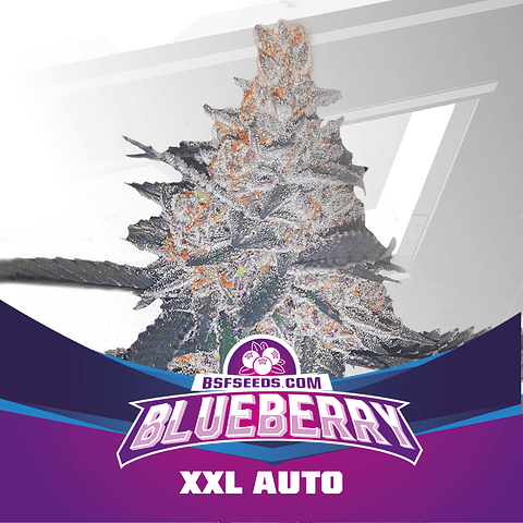 Blueberry XXL - BSF - 2 Autofem