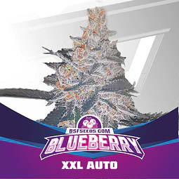 Blueberrey XXL - BSF - 4 Autofem