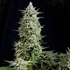 Amnesia Gold - Pyramid Seeds - 3+1 Fem