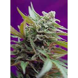 Black Jack - Sweet Seeds - 3+1 Autofem