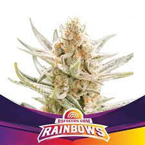 Rainbows - BSF - 2 Fem