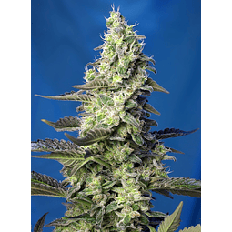 GREEN POSION XL - sweet seeds - 25 autofem