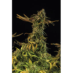 Blueberry Headband - Humboldt Seeds - 3 Fem