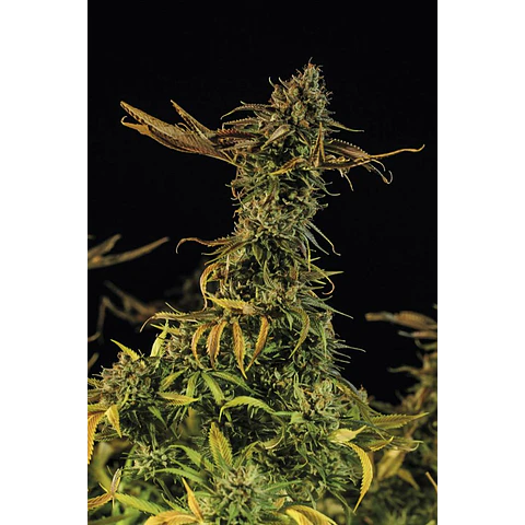 Blueberry Headband - Humboldt Seeds - 3 Fem