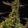 Blueberry Headband - Humboldt Seeds - 3 Fem