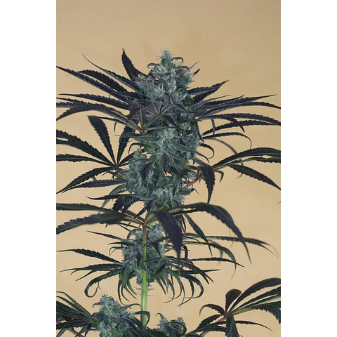 Blueberry Headband - Humboldt Seeds - 3 Fem