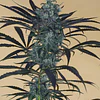 Blueberry Headband - Humboldt Seeds - 3 Fem