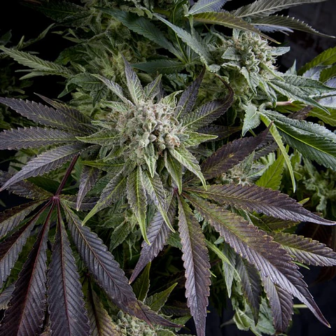 Blue pyramid - Pyramid Seeds - 3 + 1Fem