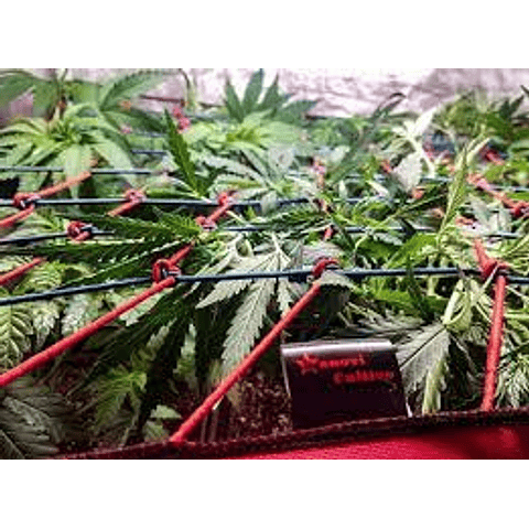 Malla Scrog especial - Kanovi Cultivo - 100x100