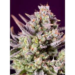 Sweet Zenzation xl - Sweet Seeds - 3+1 Autofem