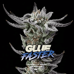 Gorilla Glue Faster  F1 - BSF - 4 Fem