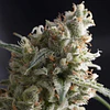 Lennon - Pyramid Seeds - 3 + 1 Fem