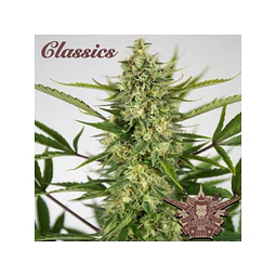 Buddha aka auto - Buddha seeds - 3