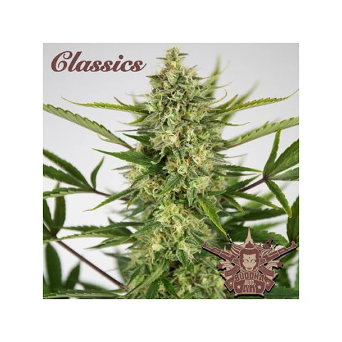 Buddha aka auto - Buddha seeds - 3