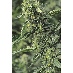 Og Kush - Humboldt seeds - 3 Fem