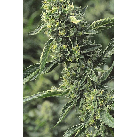 Og Kush - Humboldt seeds - 3 Fem