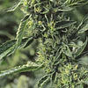 Og Kush - Humboldt seeds - 3 Fem