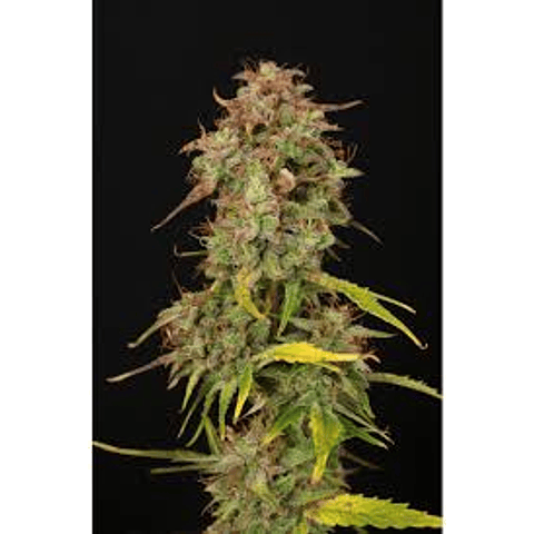 SANTA MARTA HAZE - SEEDSTOCKERS - 3 AUTOFEM