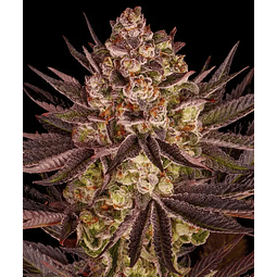 BISCOTTI MINTZ - barneys farm - 3 fem