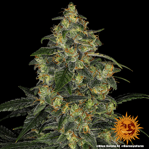 Blue Gelato 41 - Barneys Farm - 3 fem