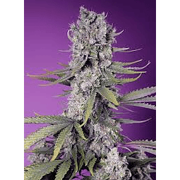 papaya soap - Sweet Seeds - 3+1 faster f1