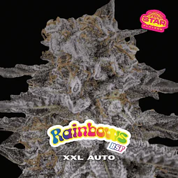 Rainbows xxl - BSF - 4 AutoFem