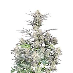 Original CHEESE auto - fast buds - 3 AUTO FEM
