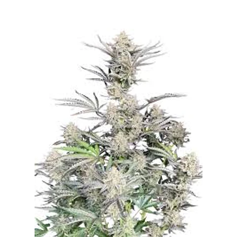 Original CHEESE auto - fast buds - 3 AUTO FEM