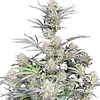 Original CHEESE auto - fast buds - 3 AUTO FEM